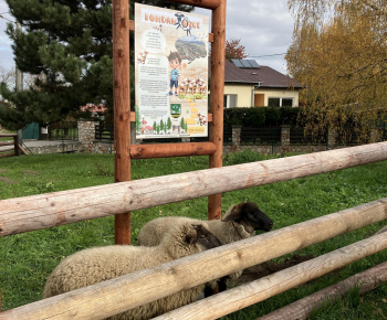 Projekty a dotácie / Ovce pre Bohdanovce - foto